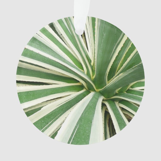 Plante Agave Vert et blanc rayé (devant)
