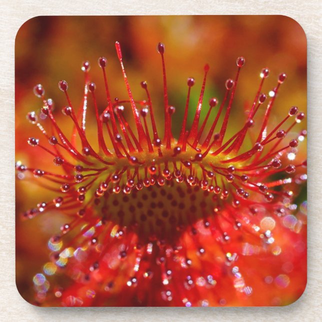 Plante carnivore Sundew. Dessous de verre en plast (Devant)