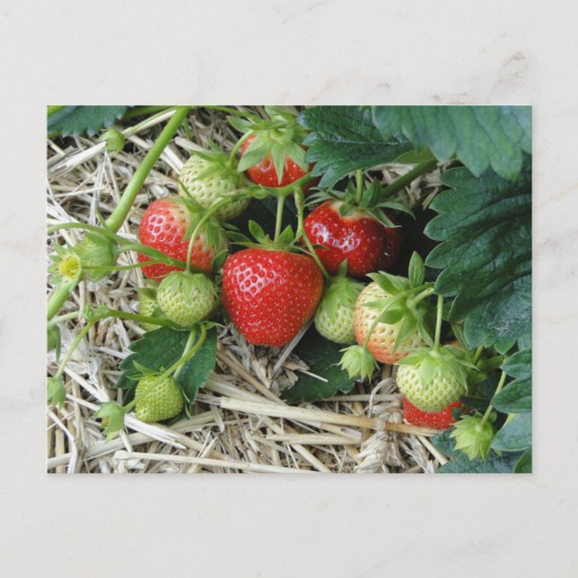 Plante de fraises dans la carte postale du jardin (Devant)
