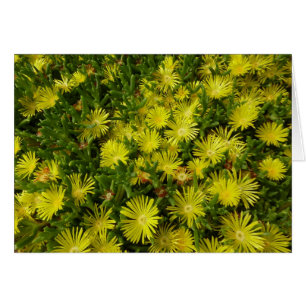 Plante de glace dorée Fleurs jaunes
