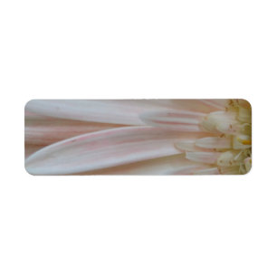Plante de la Fleur Cure