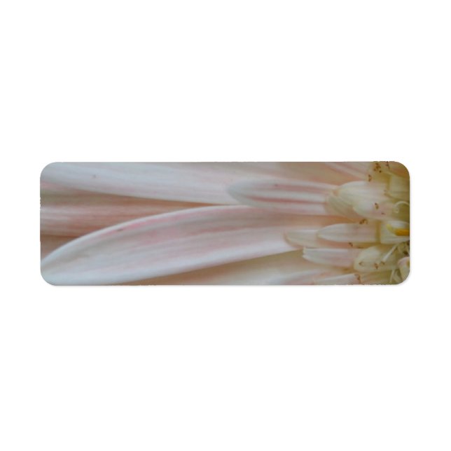 Plante de la Fleur Cure (Devant)
