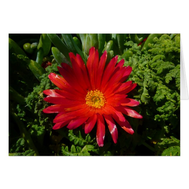 Plante de moquette couleur rouge à fleur de glace (Devant horizontal)