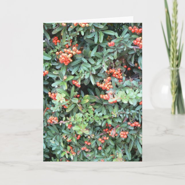 Plante de Pyracantha sur carte de voeux (Devant)
