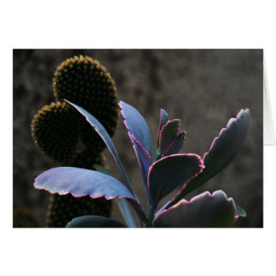 Plante du désert
