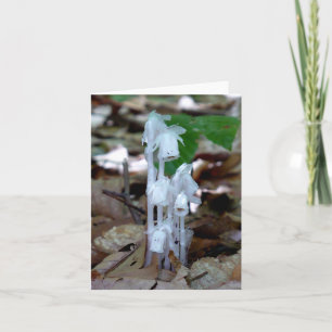 Plante fantôme blanc