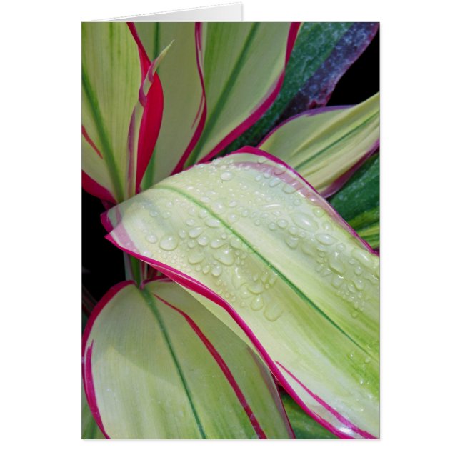 Plante Hawaïen Ti (Devant)