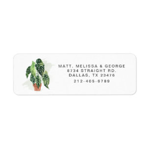 Plante Poted Greenery Adresse de retour