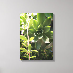 Plante poules et pousses sur toile
