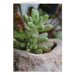 Plante Succulent Toutes les occasions