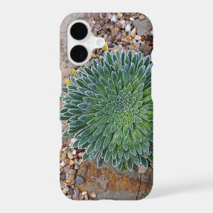 plante succulente du désert