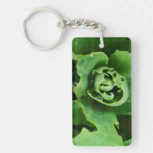 Plante succulente en gros plan avec des gouttelett