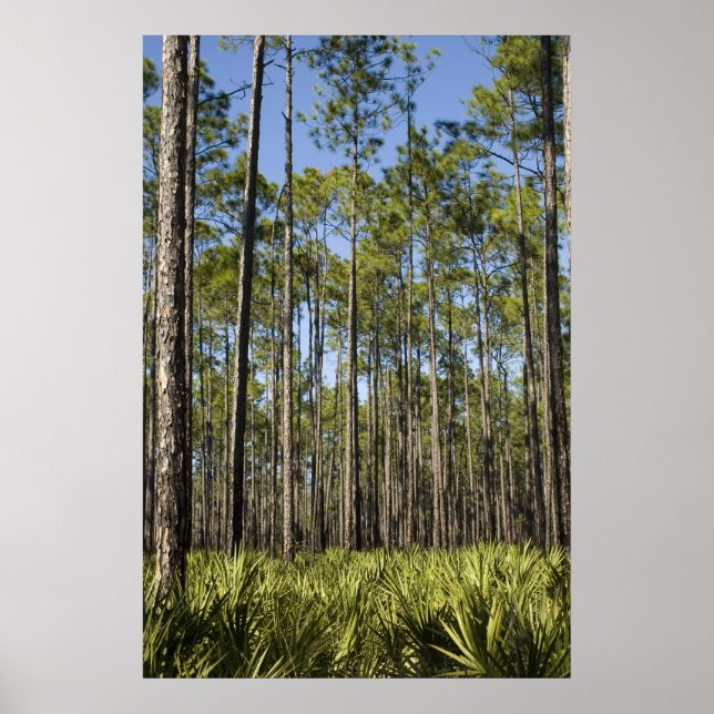 Planted Pines and Saw Palmettos Print (Front)