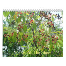 Plantes au calendrier Shore