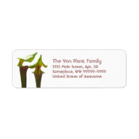 Plantes Carnivores Pitcher