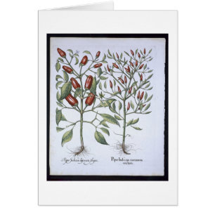 Plantes de poivre de piments, du 'Hortus