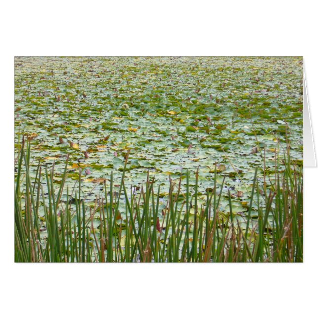 plantes d'étang (Devant horizontal)