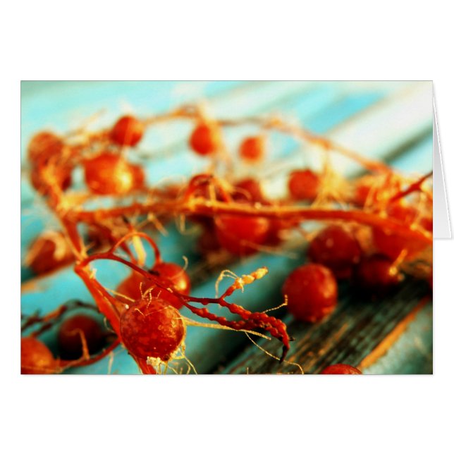 Plantes maritimes (Devant horizontal)