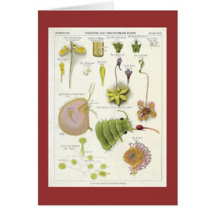 Plantes parasites et carnivores