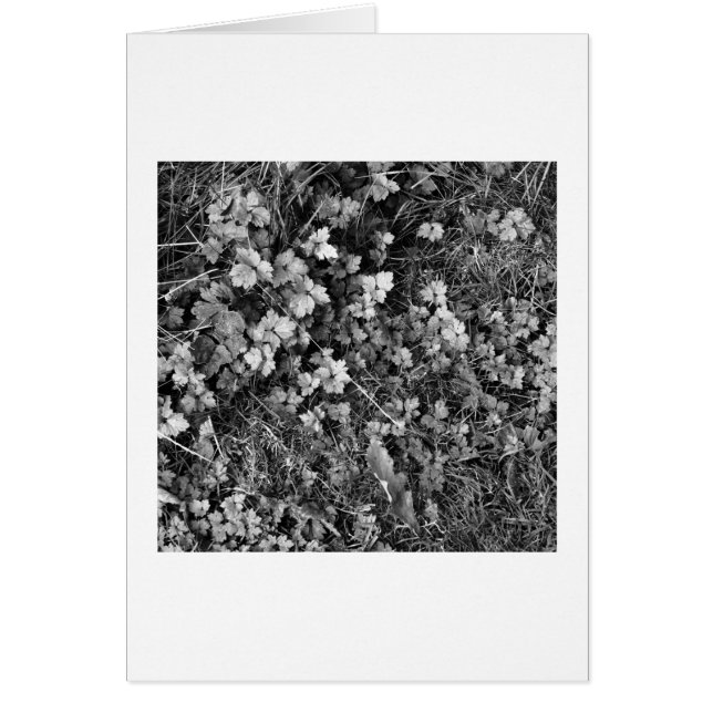 Plants and Grass (Front)