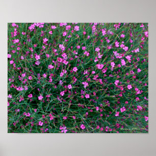 plants from Ken's garden Poster