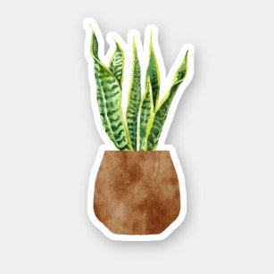 Plants, Potted Plants, Vase