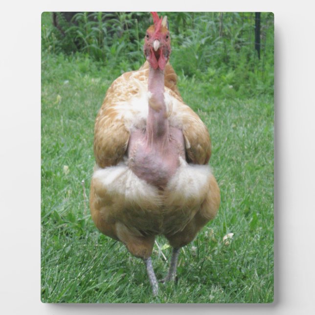 Plaque 8"x 10" de Turken Hen (Devant)