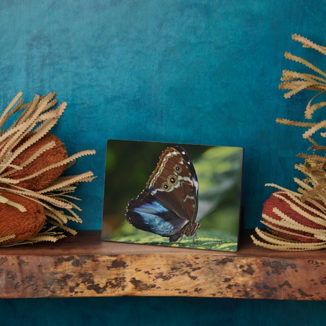 Plaque à papillon Art déco (Côté)