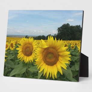 Plaque avec tournesol