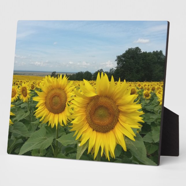 Plaque avec tournesol (Côté)