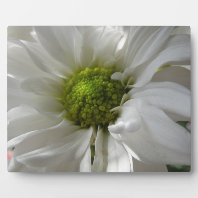 Plaque blanche de chrysanthème (Devant)