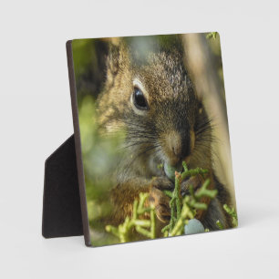 Plaque de bureau Rock Squirrel