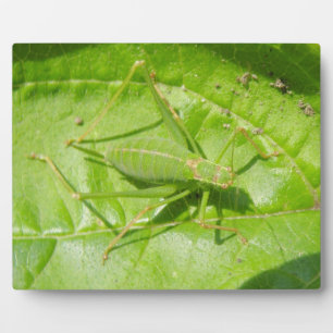 Plaque de camouflage de cricket vert