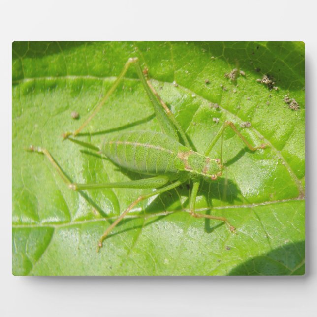 Plaque de camouflage de cricket vert (Devant)