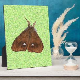 Plaque de la Moth Vapourer