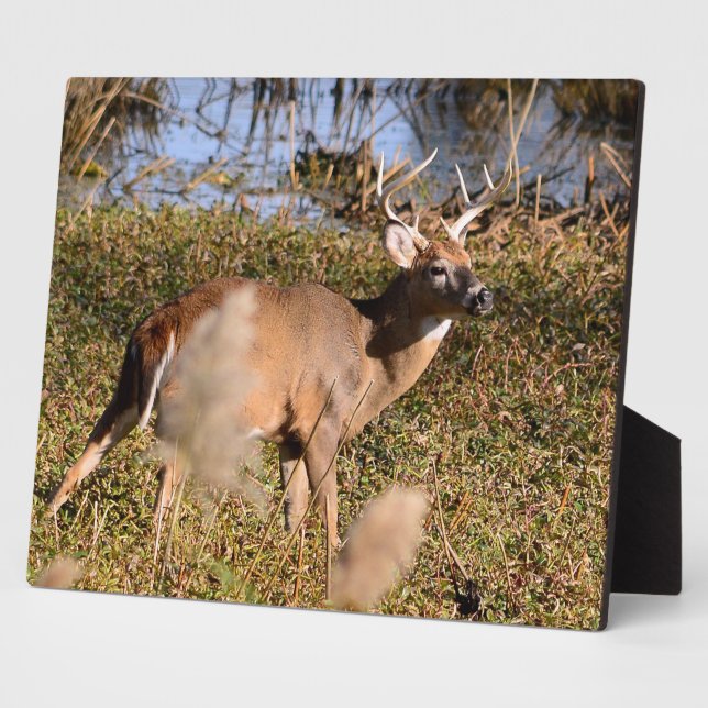 Plaque de table blanche Buck avec de l'Easel (Côté)