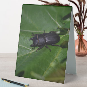 Plaque De Table Dorcus parallelipipedus, le moindre dendroctone du