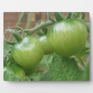 Plaque de tomates vertes
