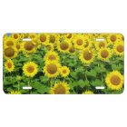 Gisements de tournesol