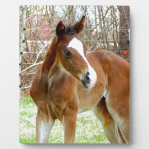 PLAQUE PHOTO 2CUT HORSE FOAL BÉBÉ PONY