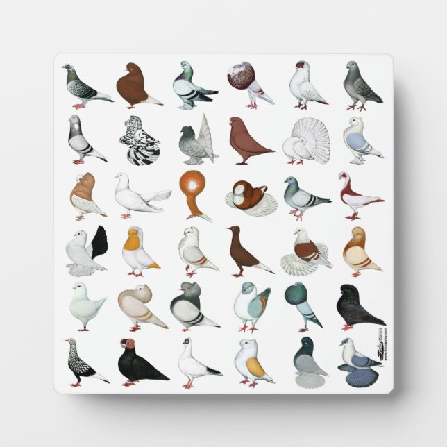 Plaque Photo 36 races de pigeons (Devant)