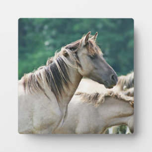 Plaque Photo A herd of Brumby Horses from Australie