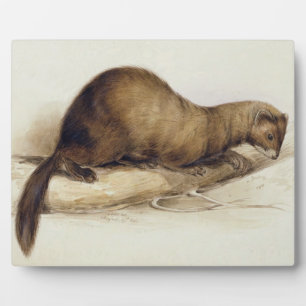 Plaque Photo A Weasel, 1832 (avec stylo, encre, gouache et gomm