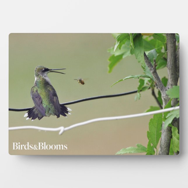 Plaque Photo Abeille de colibri et de miel (Devant)