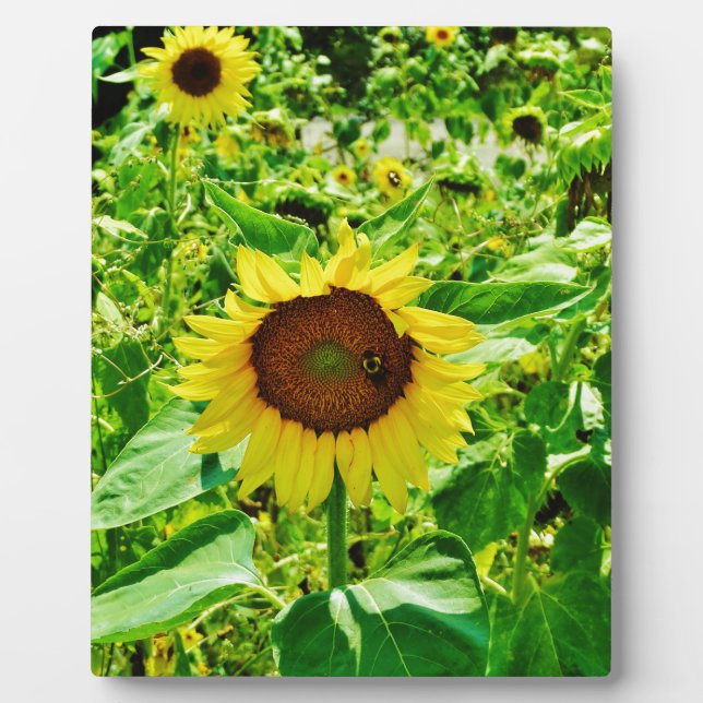 Plaque Photo Abeille sur tournesol jaune (Devant)