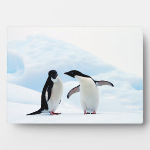 Plaque Photo Adelie Penguins