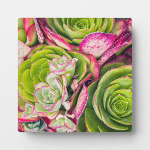 Plaque Photo Aeonium