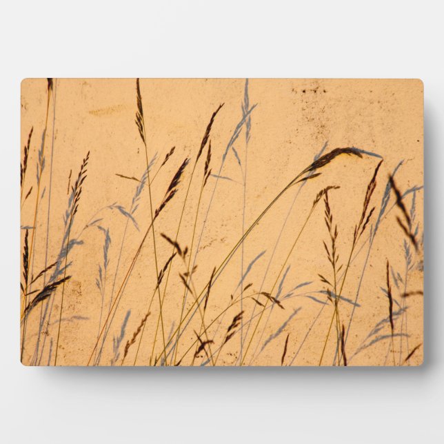 Plaque Photo Affiche de carte postale en acrylique Summer Grass (Devant)