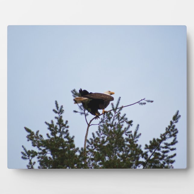 Plaque Photo Aigle de Bald (Devant)