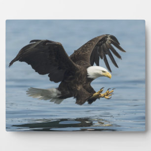 Plaque Photo Aigle en approche